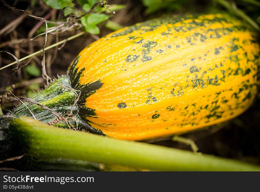 Ripe squash in the garden