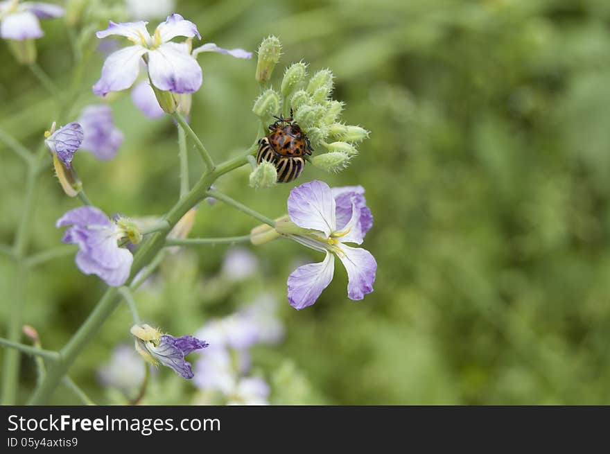 Blooming radish and potato beetle. From the series Flowers in nature
