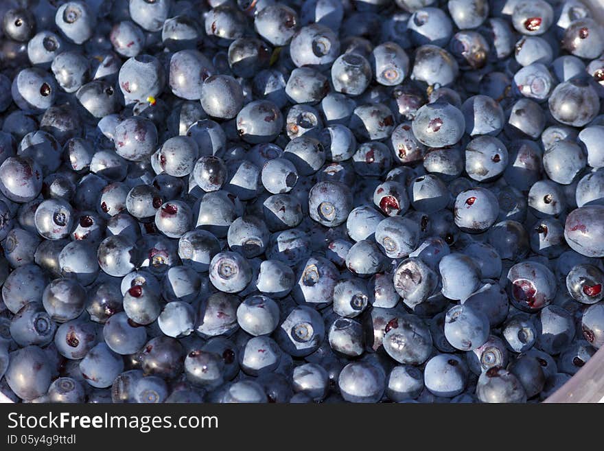 Basket full of beautiful forest berries. Basket full of beautiful forest berries