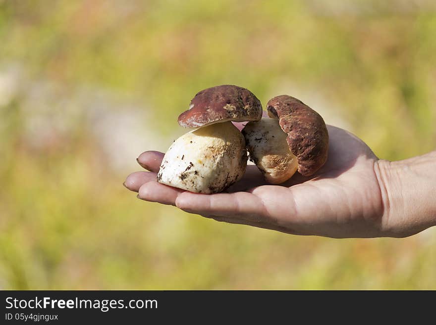 Clean fresh and beautiful white mushrooms. Clean fresh and beautiful white mushrooms