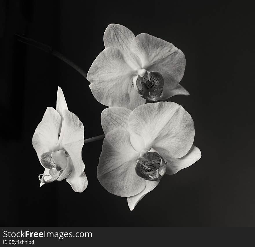 Three orchids in black and white against a black background