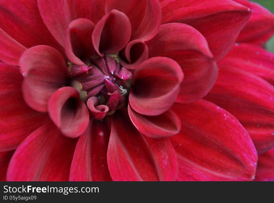 Red Dahlia