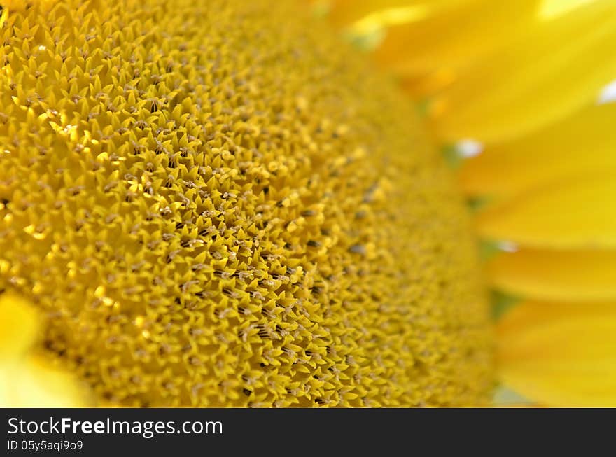 Yellow sunflower and seeds close-up