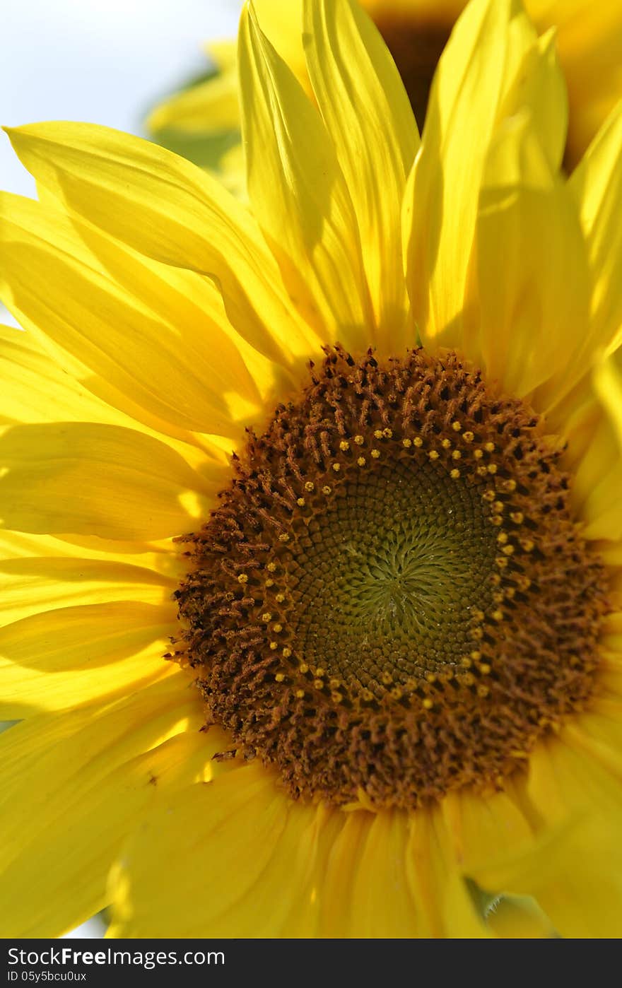 Yellow sunflower and seeds close-up