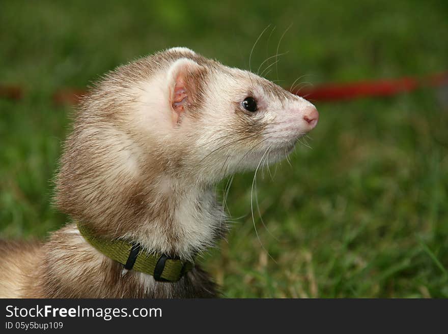 Polecat in the grass