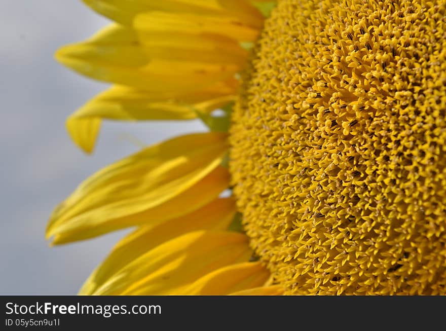 Yellow sunflower and seeds close-up