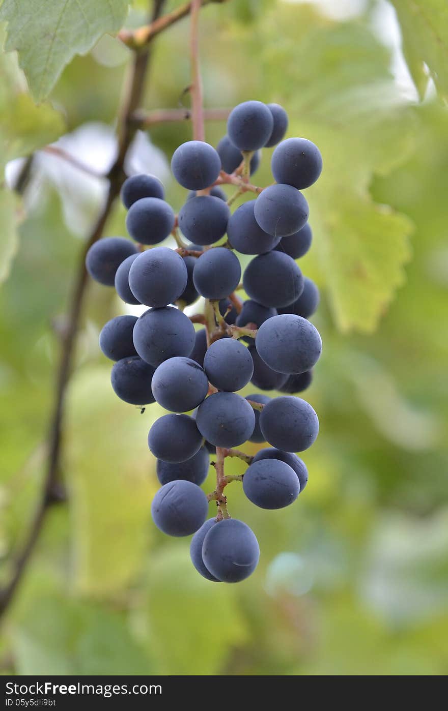 Grapes