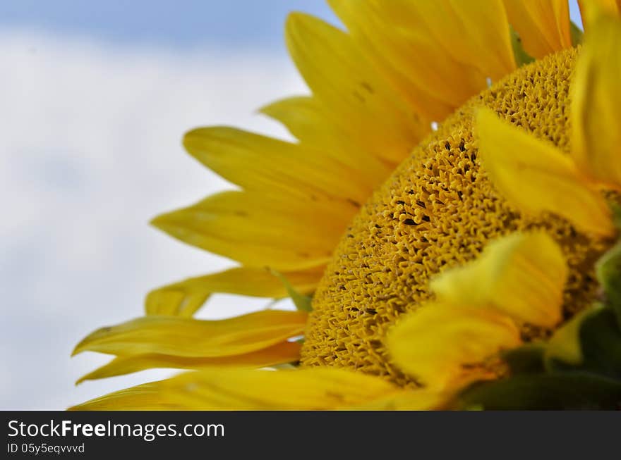 Yellow sunflower and seeds close-up