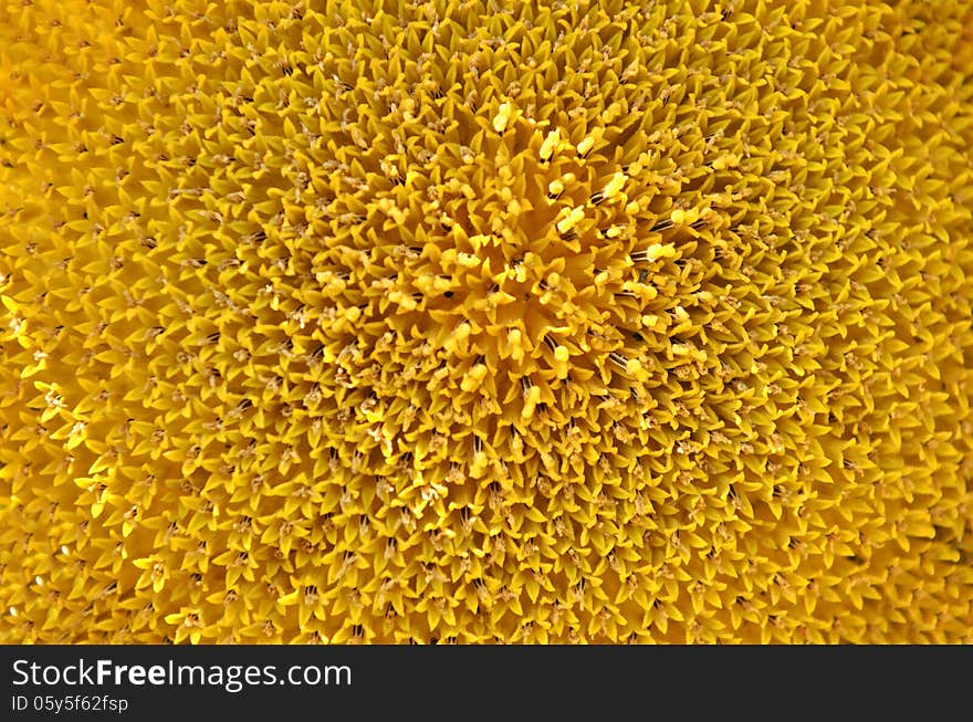 Yellow sunflower and seeds close-up