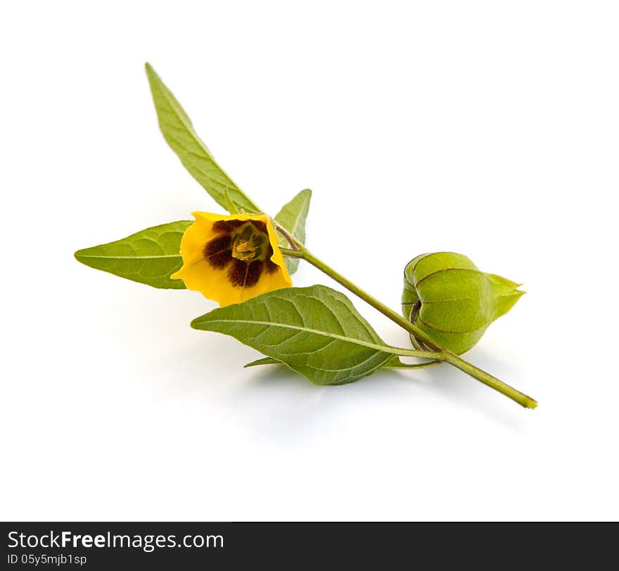 Virginia Ground Cherry (Physalis virginiana) on a white background