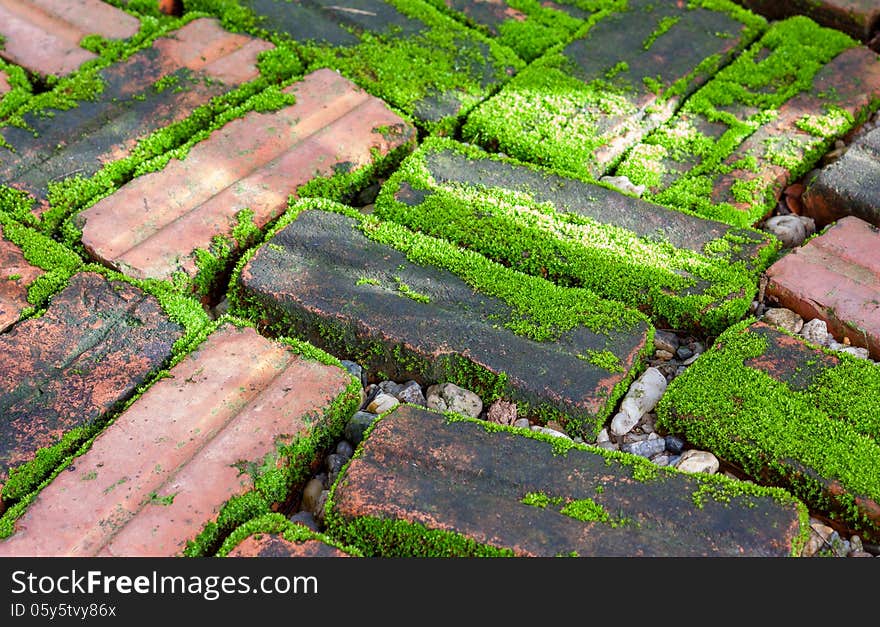 Mossy on damp brick in the morning light. Mossy on damp brick in the morning light