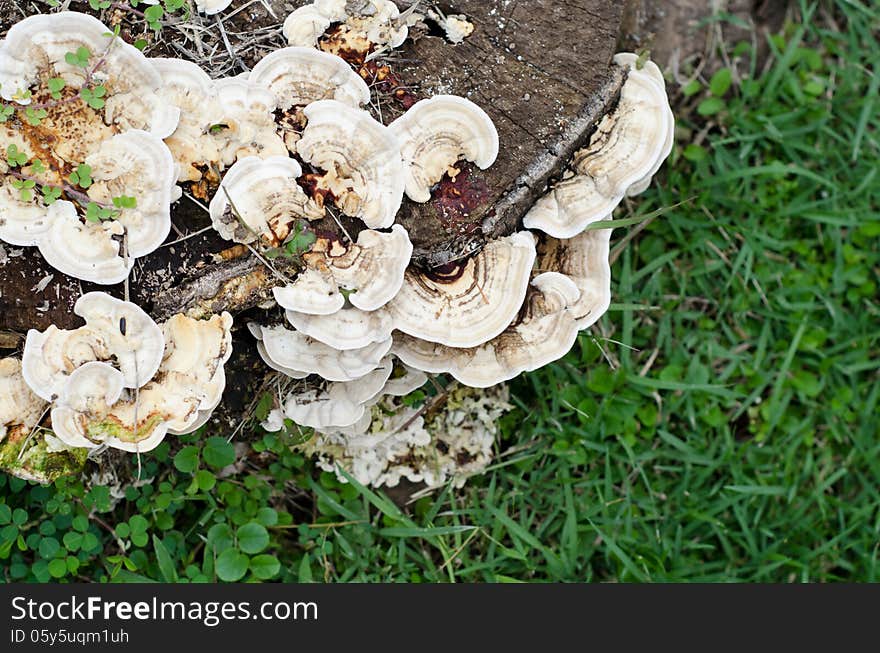 Mushrooms on a tree stump