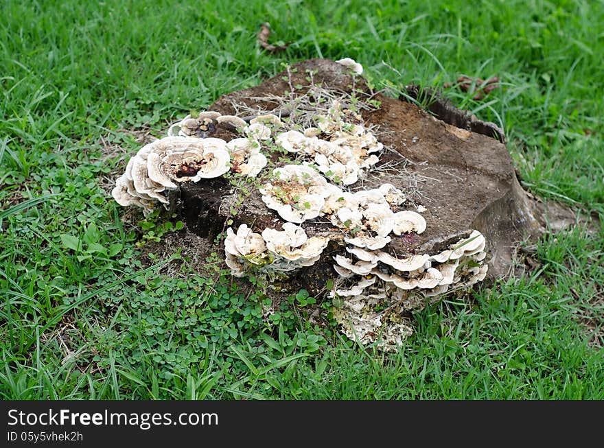 Mushrooms on a tree stump