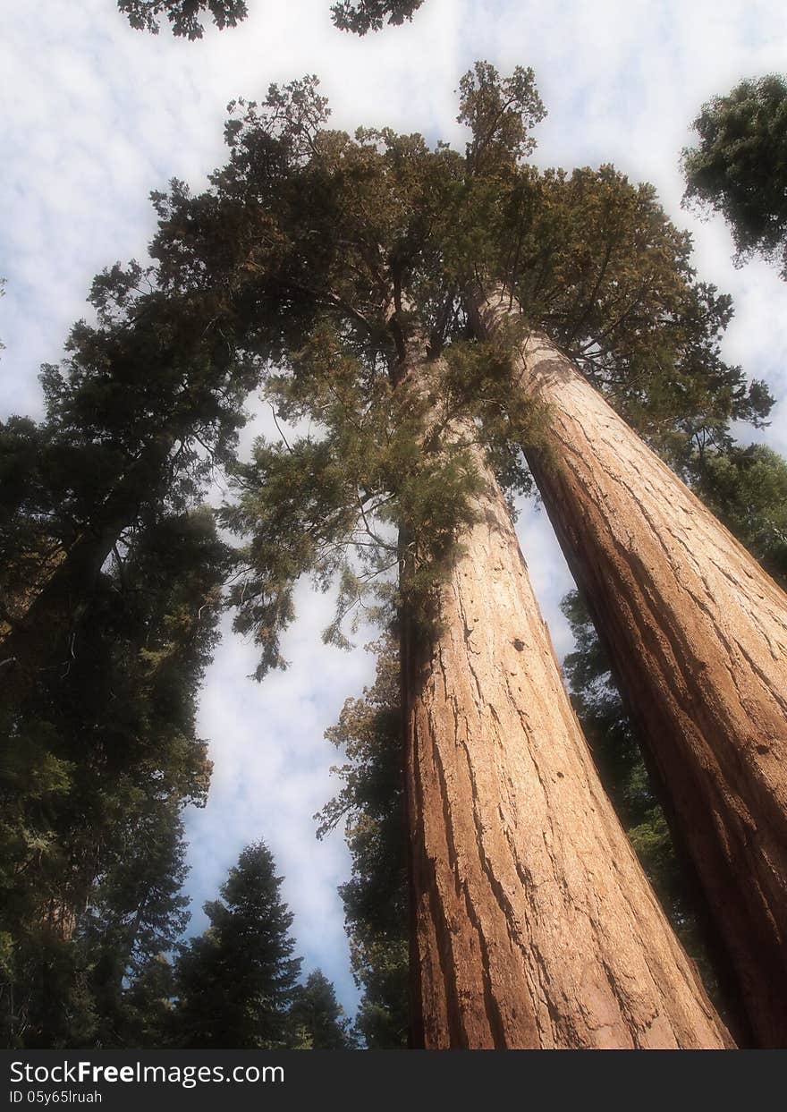 Yosemite Trees