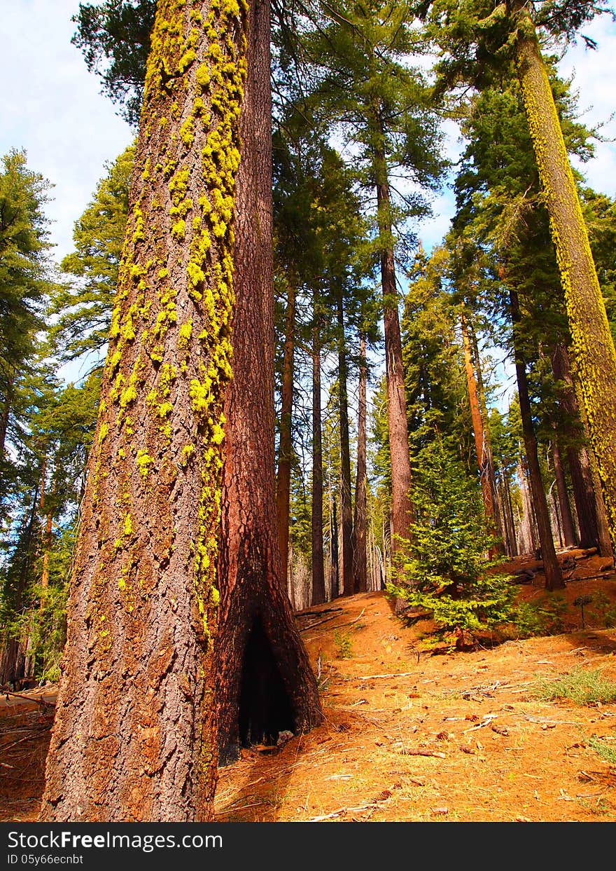 Trees in Yosemite