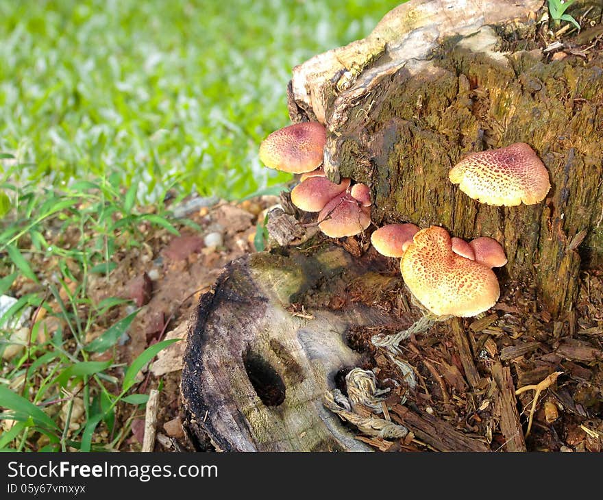 Mushrooms sprout from stumps decay.