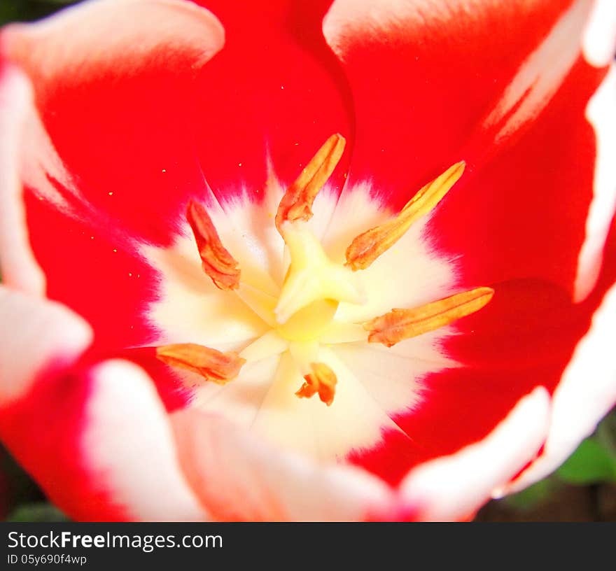 Red tulip closeup inside petal