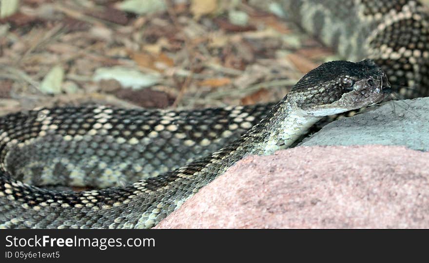 Gray Patterned Rattlesnake Climbing Rock Flicking Tongue