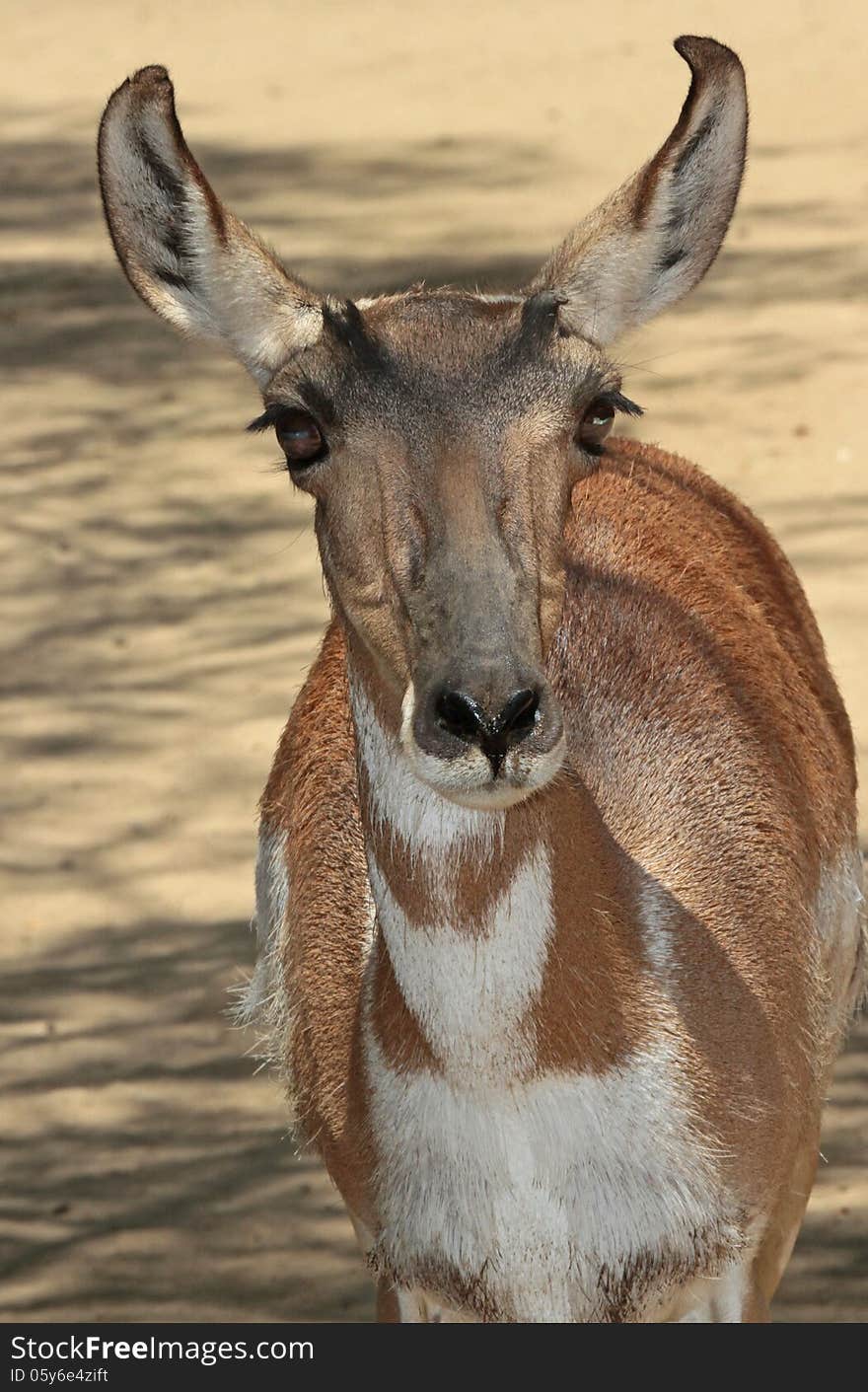 Young Desert Antelope Looking At Viewer. Young Desert Antelope Looking At Viewer