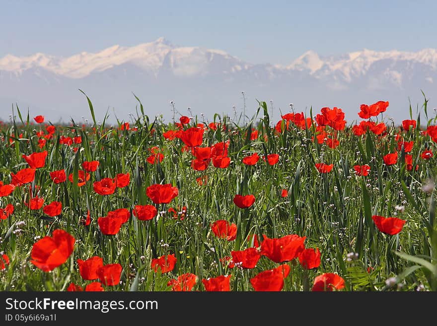 Field of poppies against mountains.