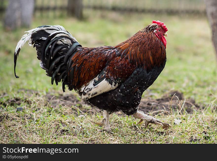 Rooster toddling in the yard in the countryside