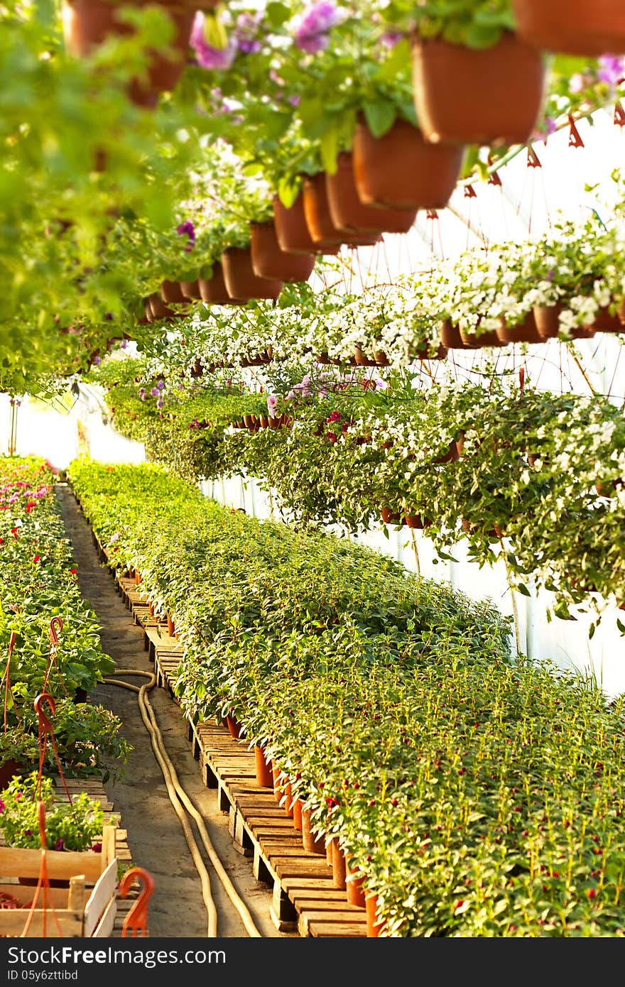 Flowers Greenhouse