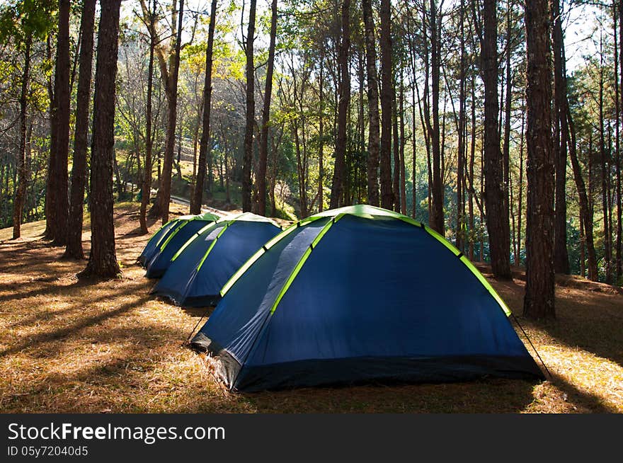 Tents In Pine Sitecamp