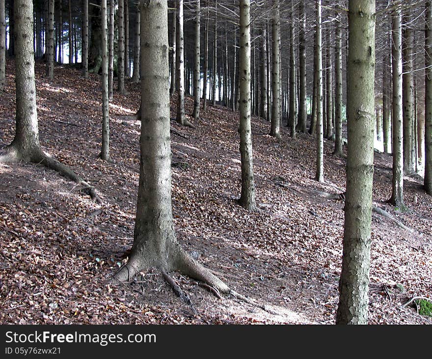 Fir forest