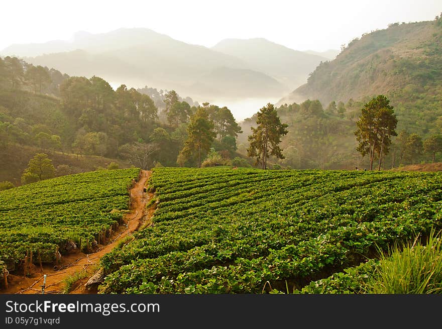 Strawberry Farm in Chiang Mai, Thailand