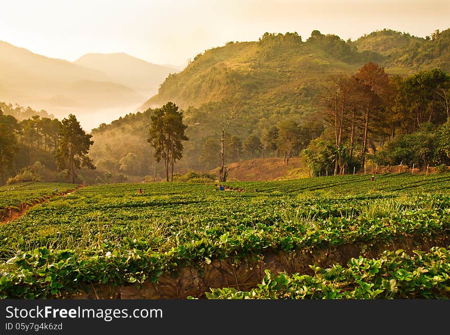 Strawberry Farm in Chiang Mai, Thailand