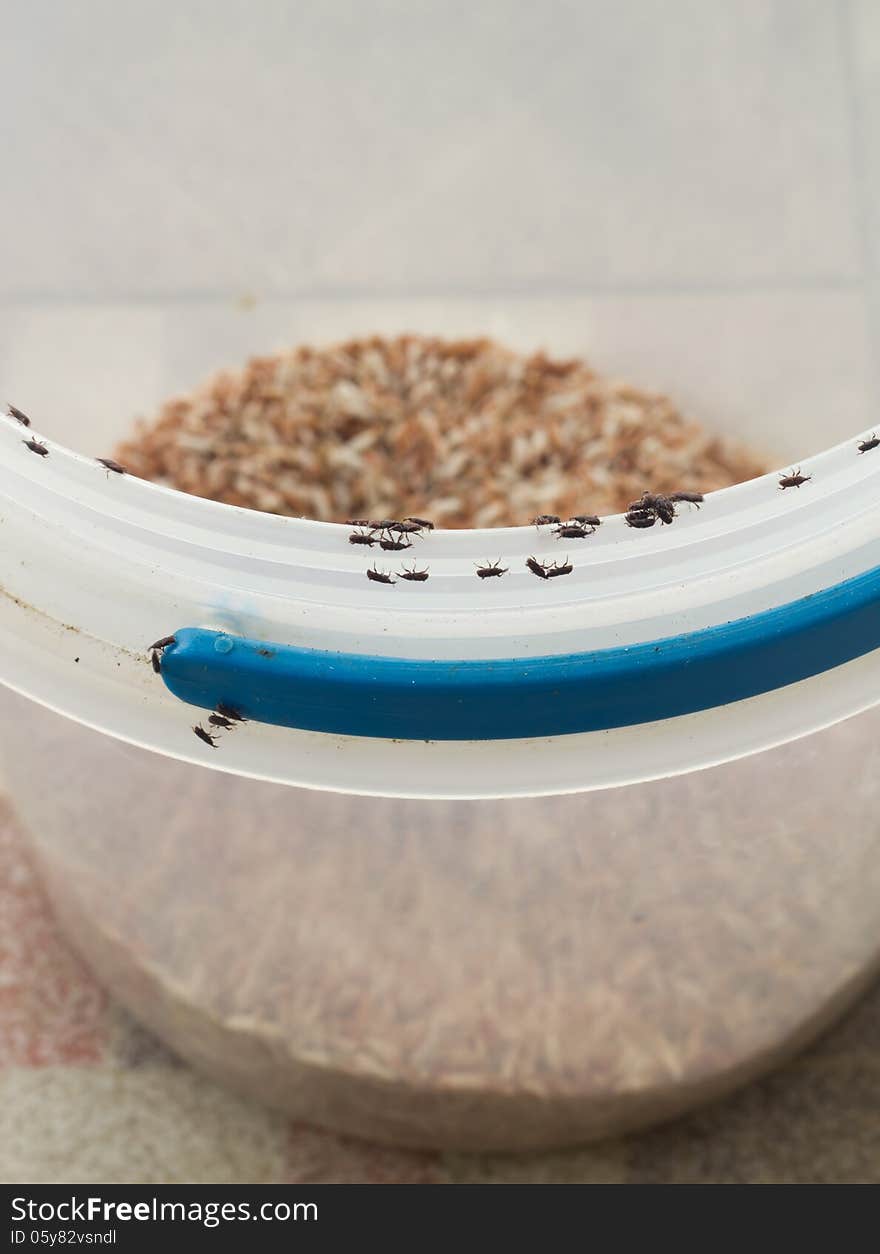 Weevils on the rice bucket