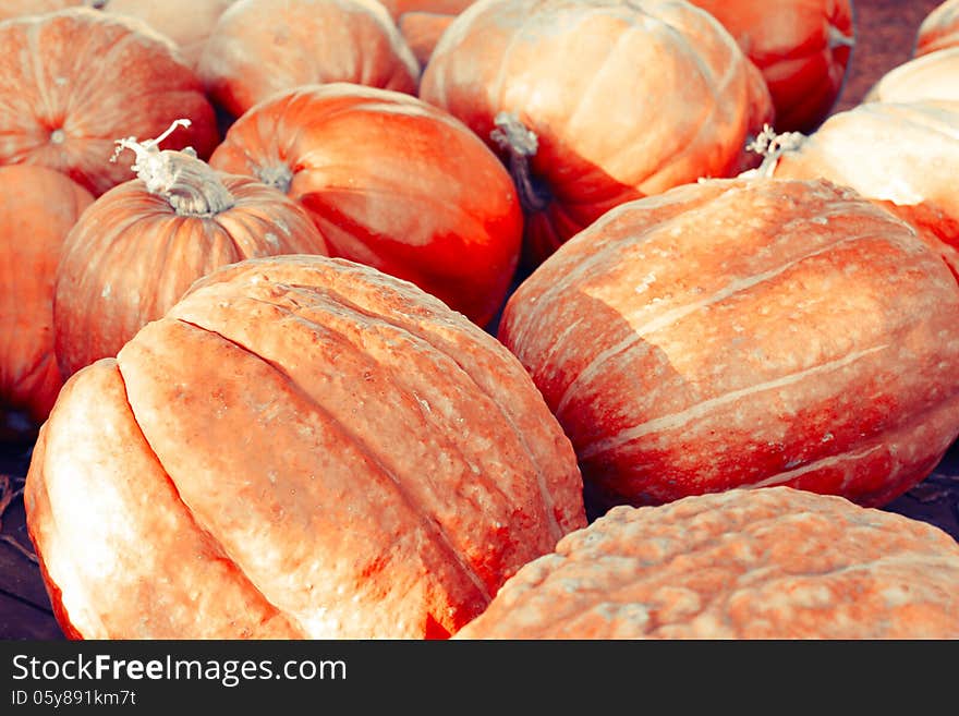 Autumn big pumpkins. Nature background. Autumn big pumpkins. Nature background