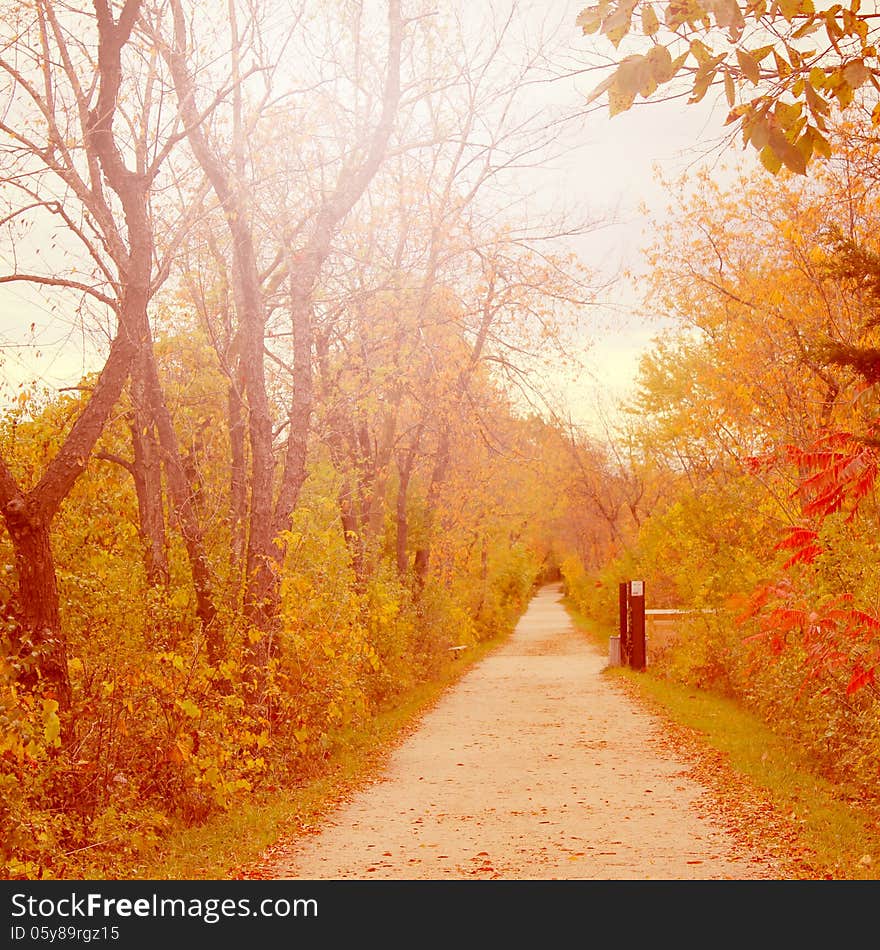 Fall path in the forest preserve