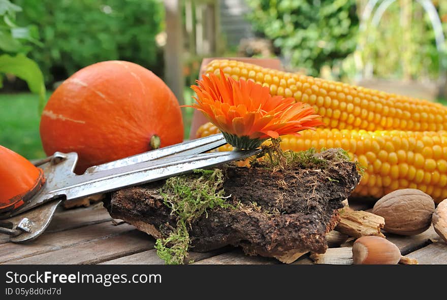 Flowers and vegetables placed together in the garden after picking. Flowers and vegetables placed together in the garden after picking