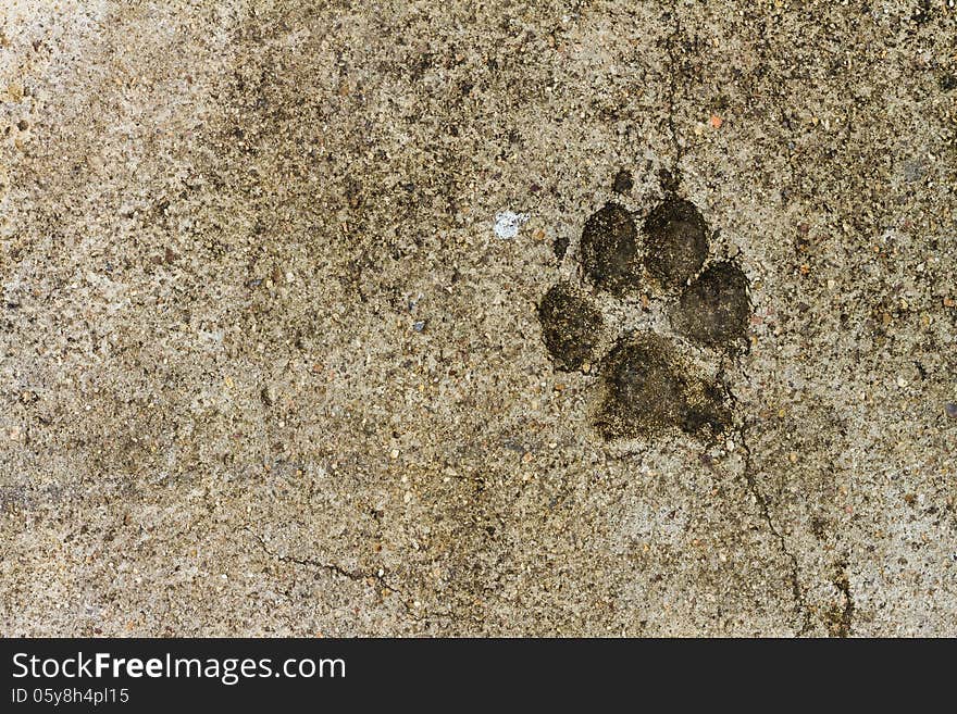 Animal footprint on concrete floor texture