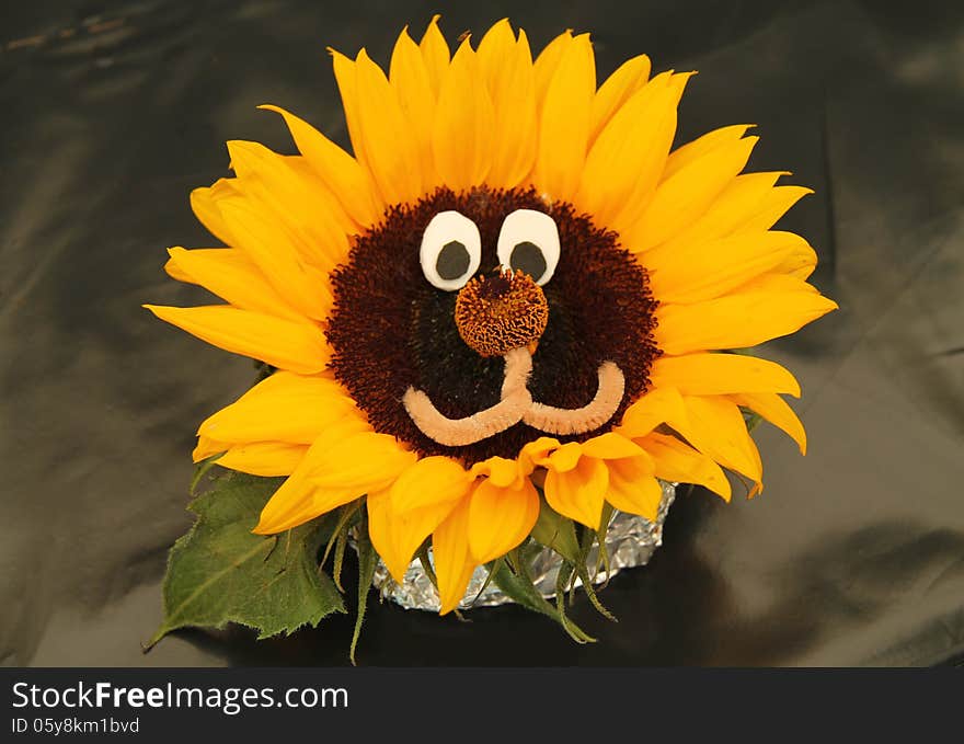 Sunflower Plant Head.