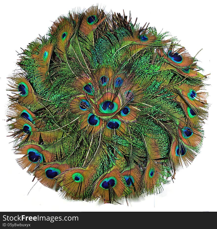 Peacock Feather in circle on white background