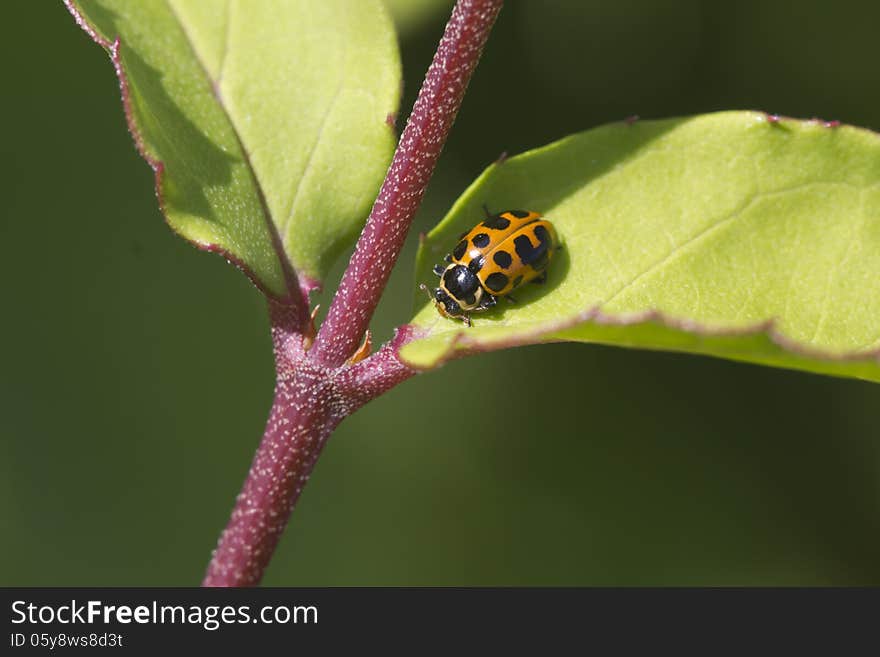 Ladybug with thirteen points on the body. Ladybug with thirteen points on the body.