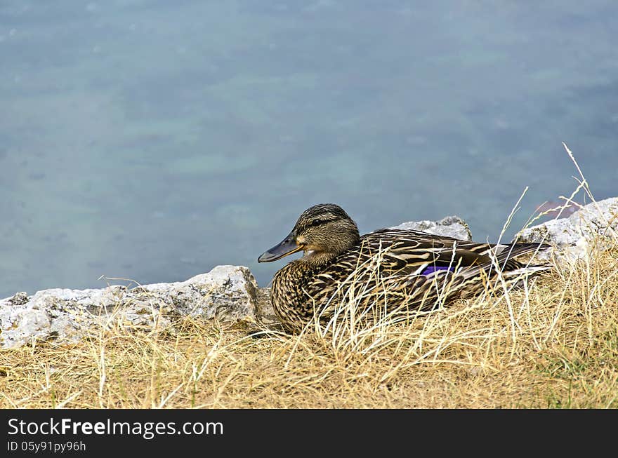 Wild duck in a grass beside the lake