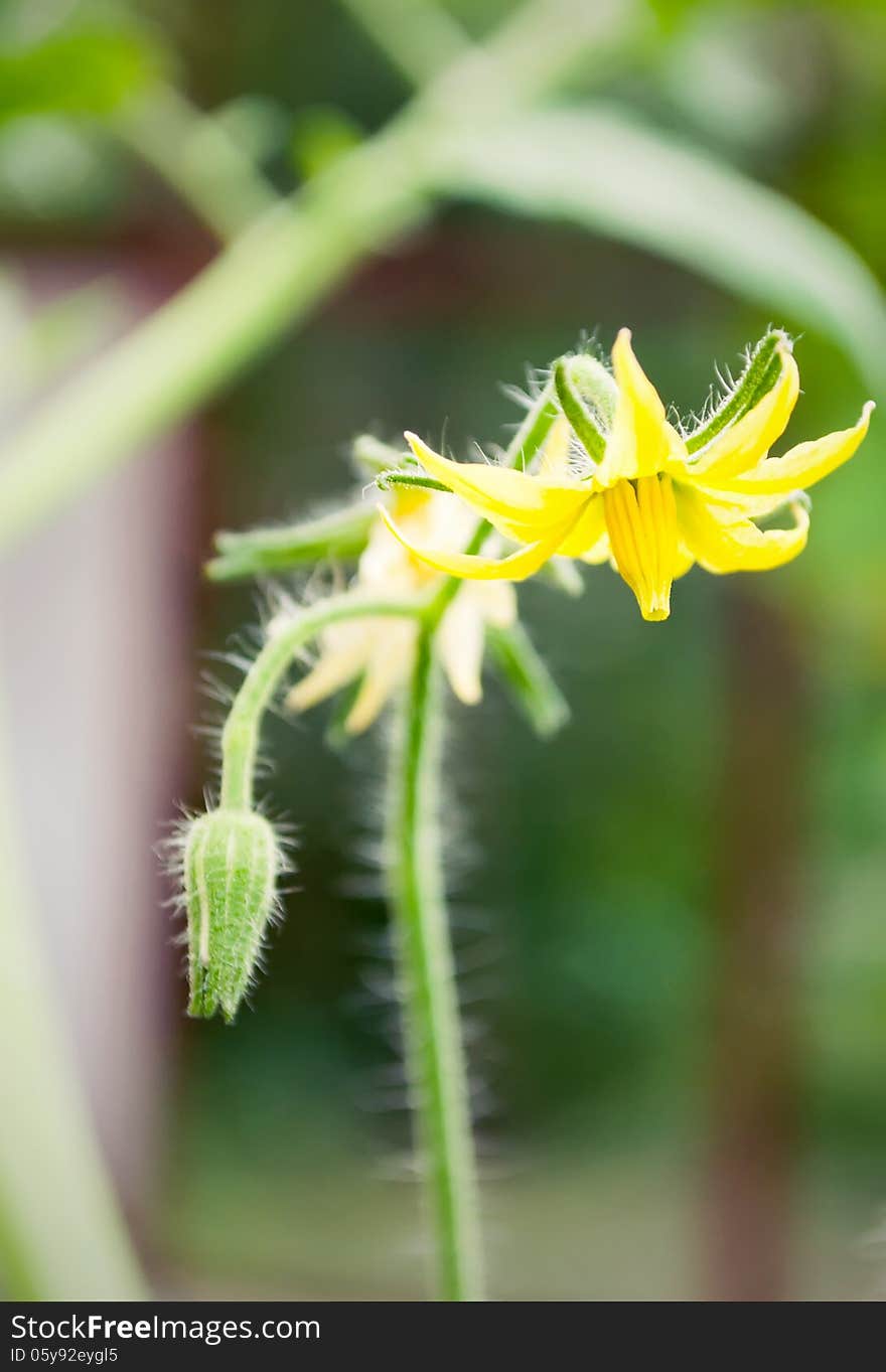 Flowers of tomato ready for pollination. Crop tomato flowers on the stem