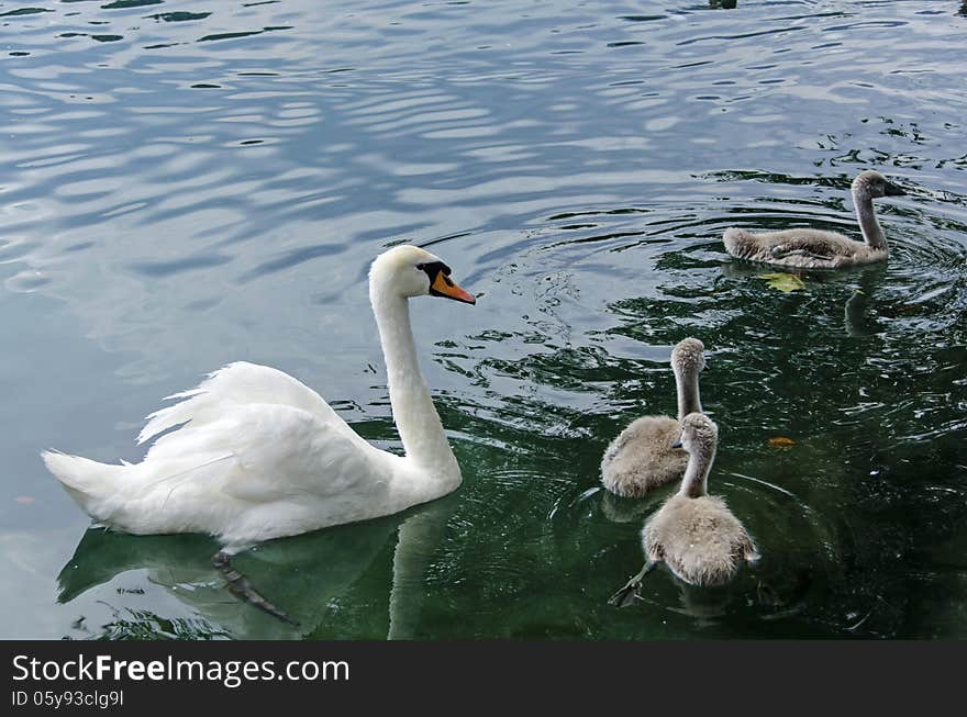 Beautiful family of swans floating in a lake