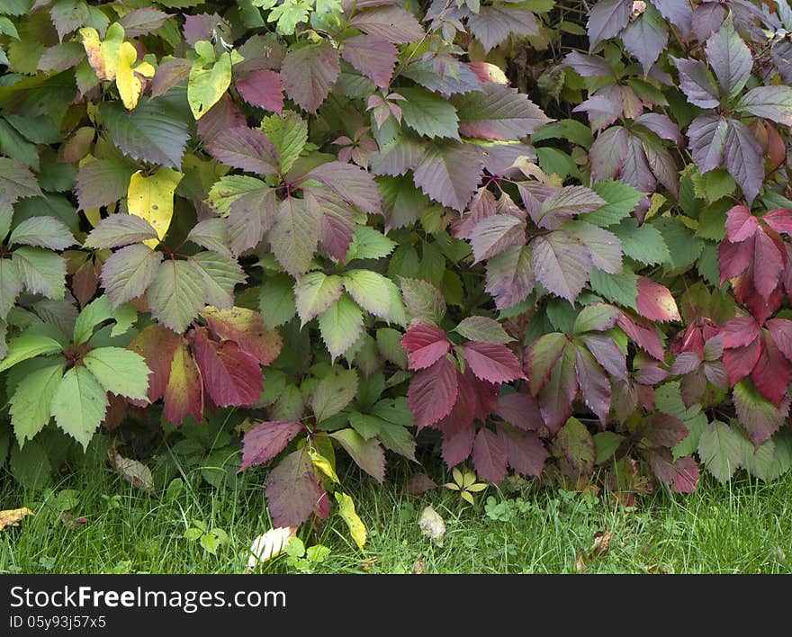 In autumn nature paints leaves in different colors. In autumn nature paints leaves in different colors.