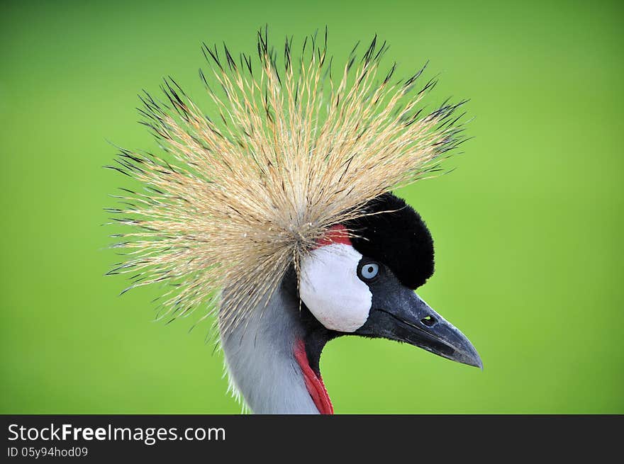 Crowned Crane