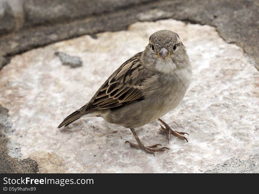 Little sparrow on the pavement