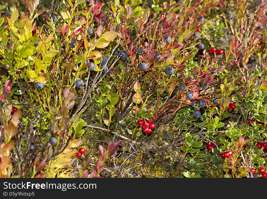 Autumn season and berry bushes. Autumn season and berry bushes