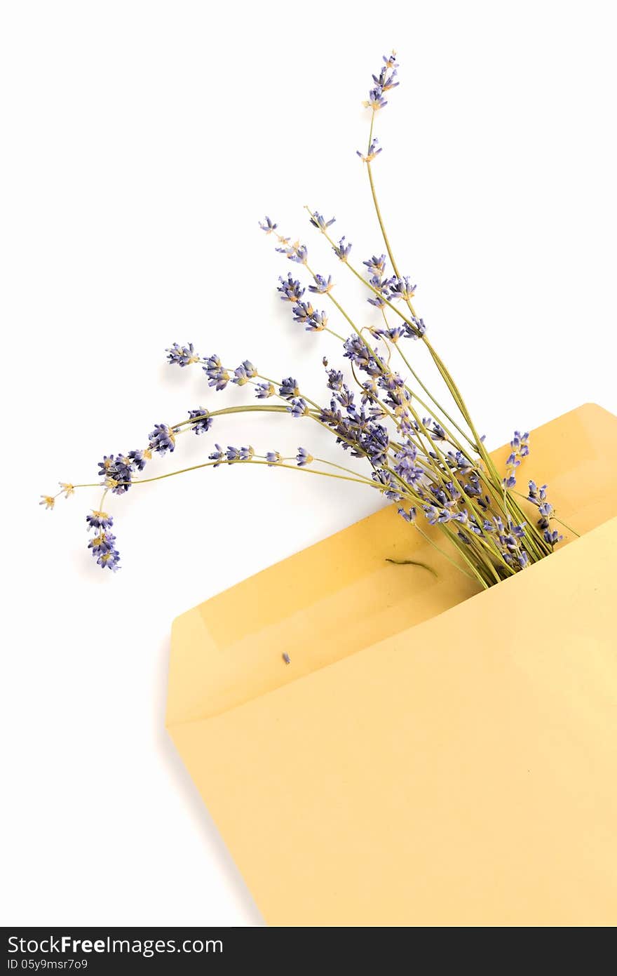 Small bunch of dry lavender in envelope isolated on white background. Small bunch of dry lavender in envelope isolated on white background