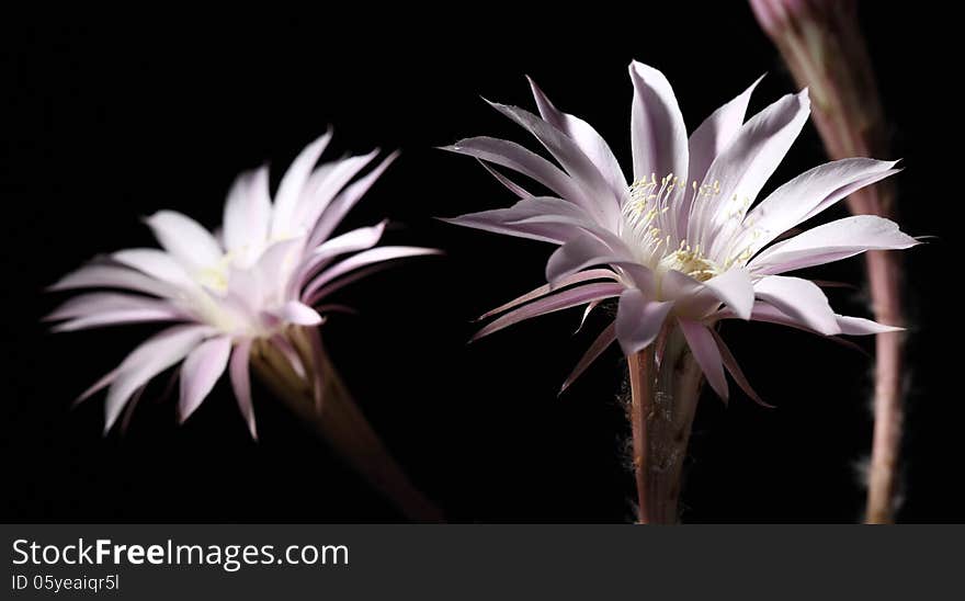 Lily Cactus Flower On Black Background