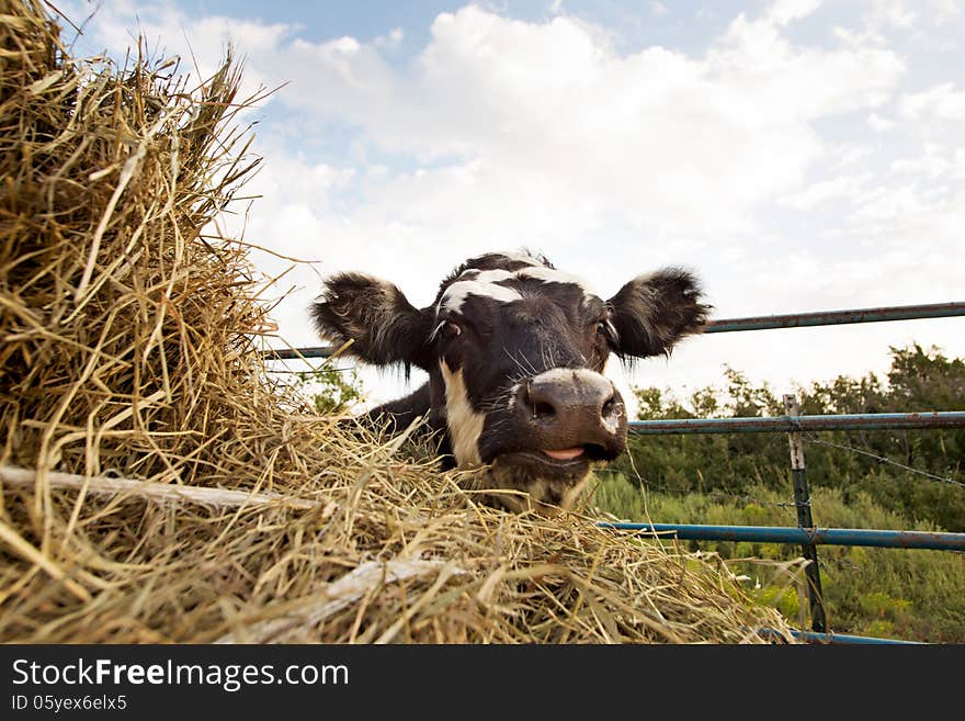 Smiling Cattle Portrait