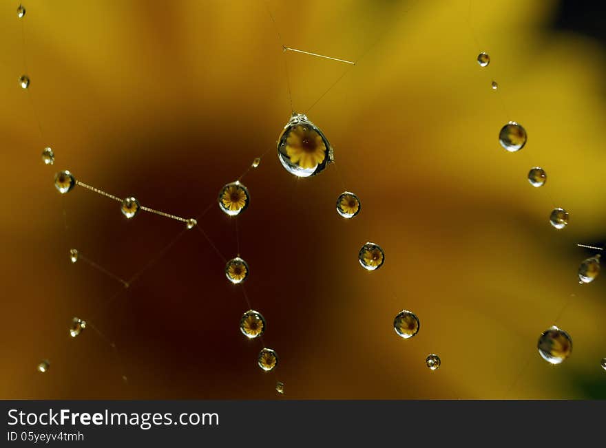 Dewdrop