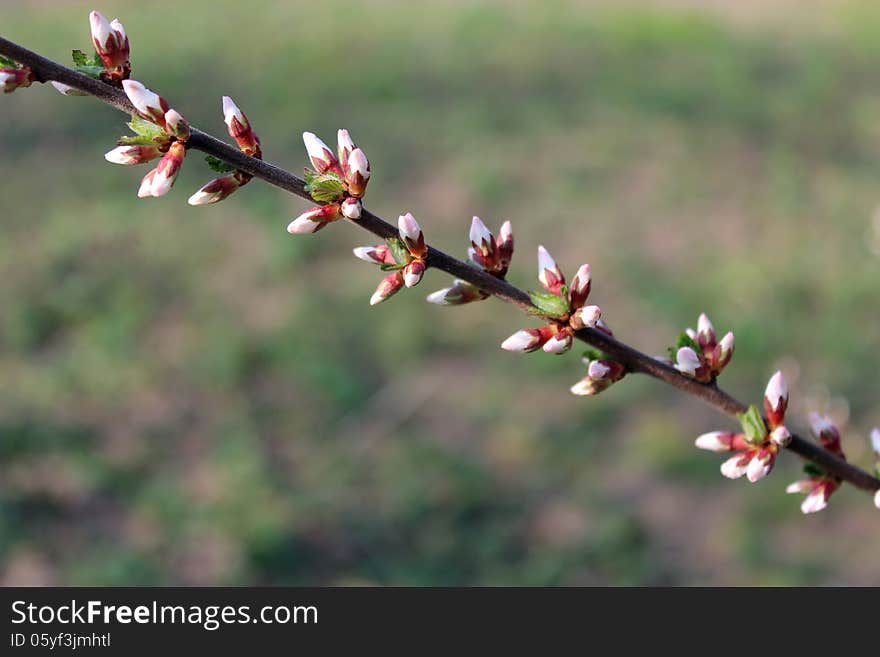 Unopened buds of Prunus tomentosa s flowers